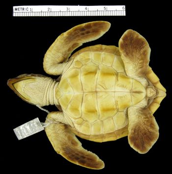 Media type: image; Herpetology R-1413